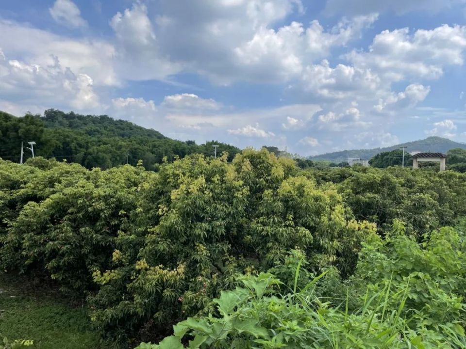 四家子林場最新項目，綠色發(fā)展的探索與實踐之旅