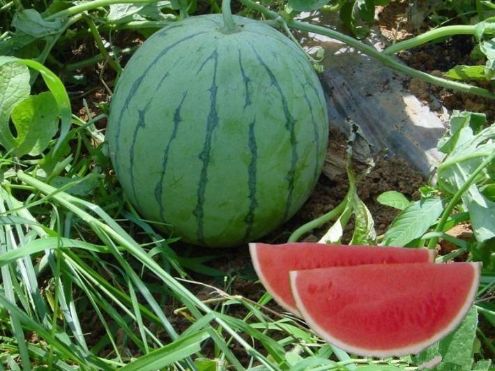 西瓜最新消息，探索未來種植技術(shù)與發(fā)展趨勢(shì)