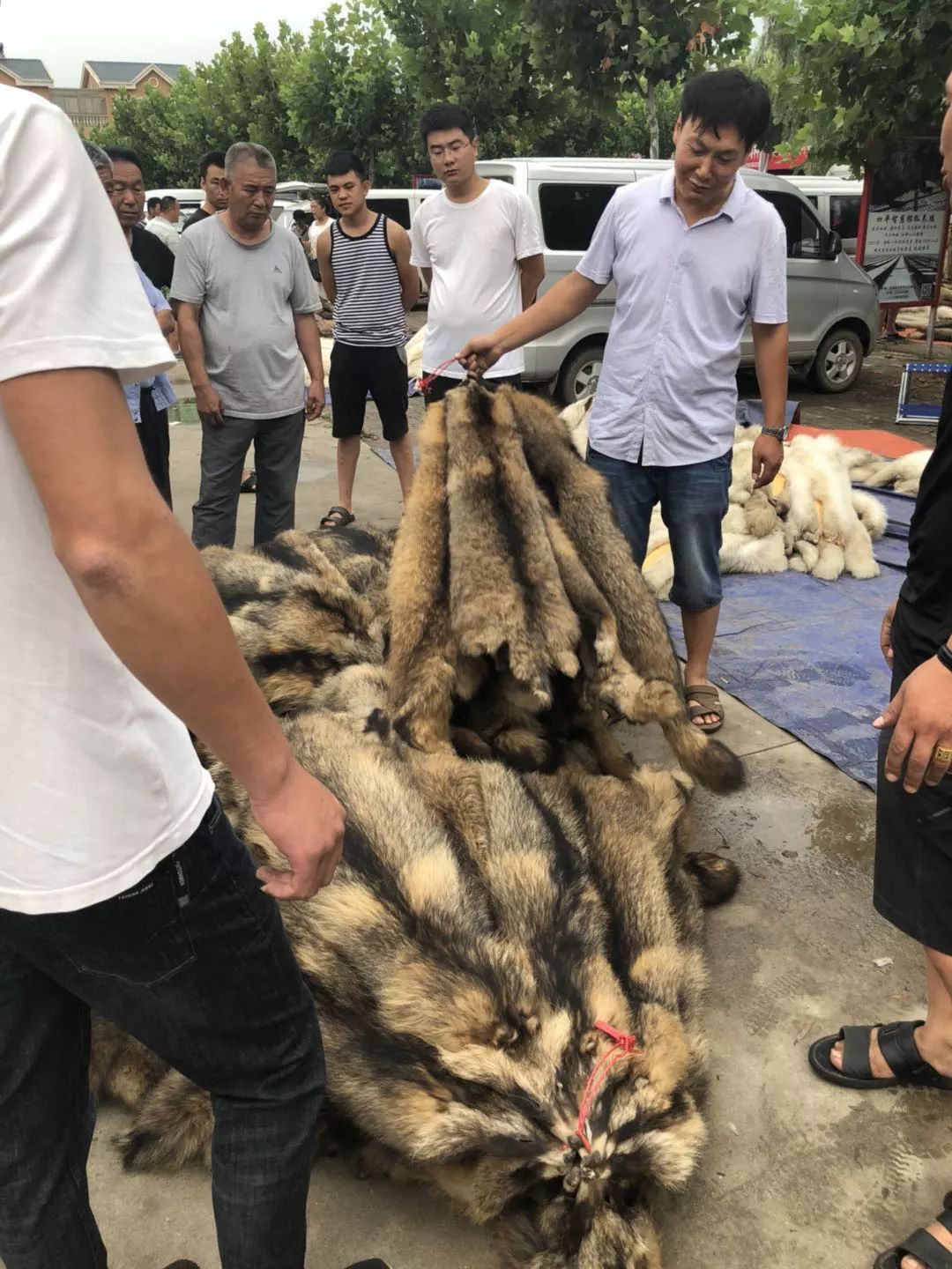 2015年貉皮最新價(jià)格概覽，市場(chǎng)走勢(shì)與影響因素分析